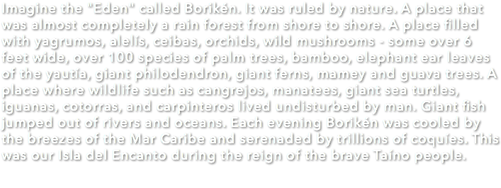 Imagine the "Eden" called Borikén. It was ruled by nature. A place that was almost completely a rain forest from shore to shore. A place filled with yagrumos, alelís, ceibas, orchids, wild mushrooms - some over 6 feet wide, over 100 species of palm trees, bamboo, elephant ear leaves of the yautía, giant philodendron, giant ferns, mamey and guava trees. A place where wildlife such as cangrejos, manatees, giant sea turtles, iguanas, cotorras, and carpinteros lived undisturbed by man. Giant fish jumped out of rivers and oceans. Each evening Borikén was cooled by the breezes of the Mar Caribe and serenaded by trillions of coquíes. This was our Isla del Encanto during the reign of the brave Taíno people. 